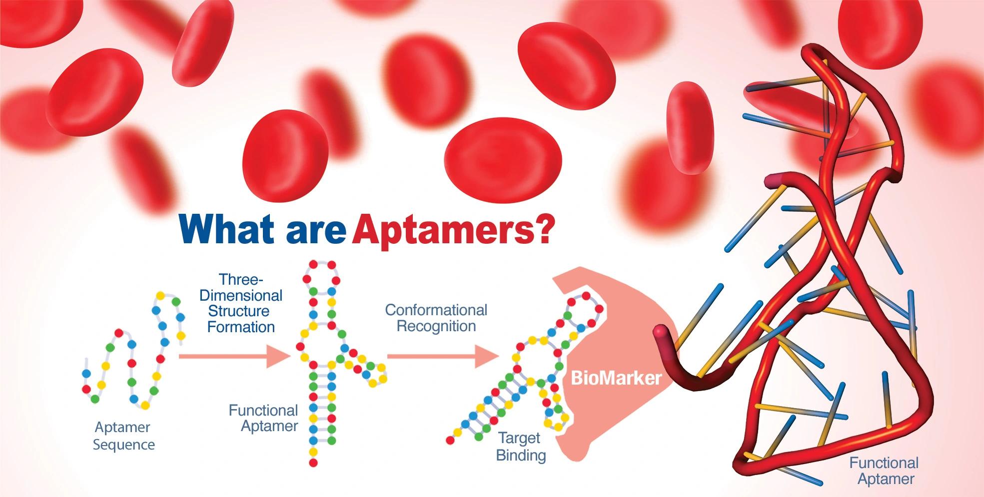 Detecting blood clots with aptamers: A potentially lifesaving new tool in medicine